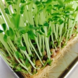 お弁当のおかず 豆苗のリボベジ入り卵焼き レシピ 作り方 By Toytoy Saori05 楽天レシピ お弁当のおかず 豆苗のリボベジ入り卵焼き レシピ 作り方 By Toytoy Saori05 楽天レシピ